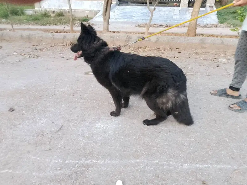 German shepherd female — photo 3