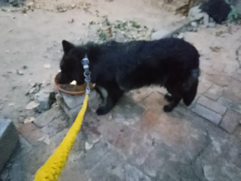 German shepherd female — photo 4