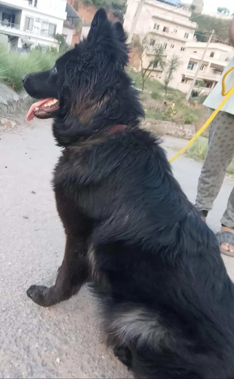 German shepherd female — photo 5