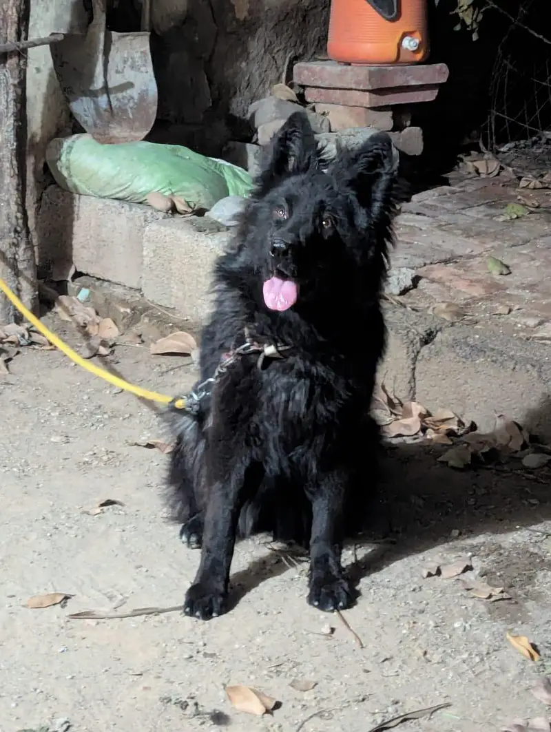 German shepherd female — photo 6