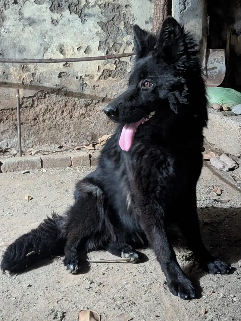German shepherd female — photo 7