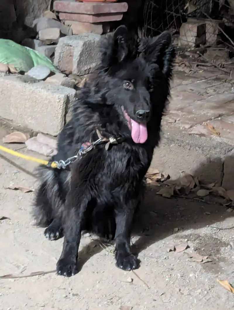 German shepherd female — photo 9