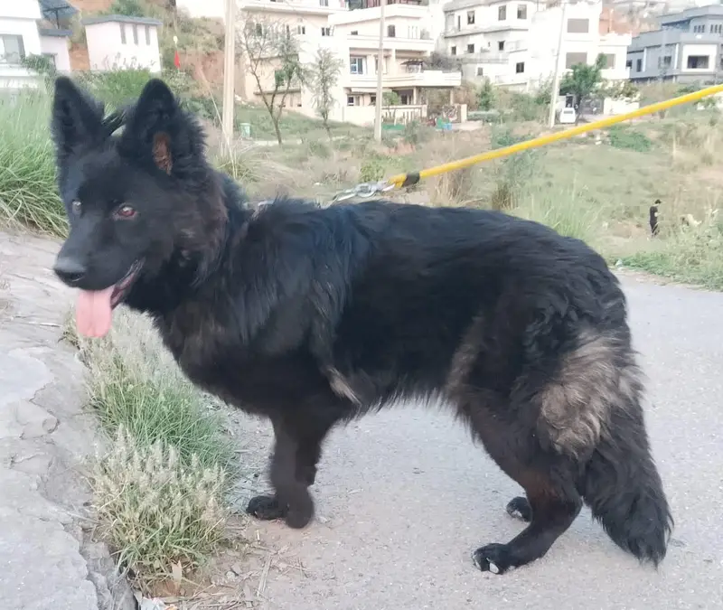German shepherd female — photo 10