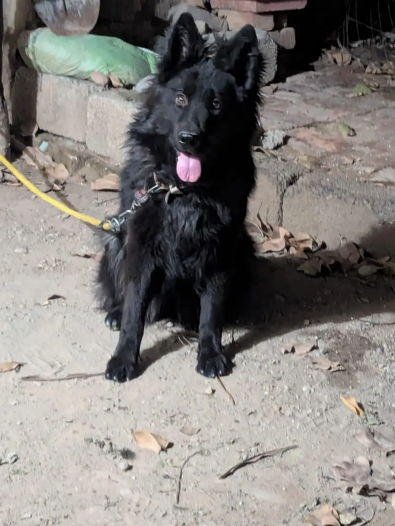 German shepherd female — photo 11