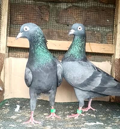 kala taddy young pair