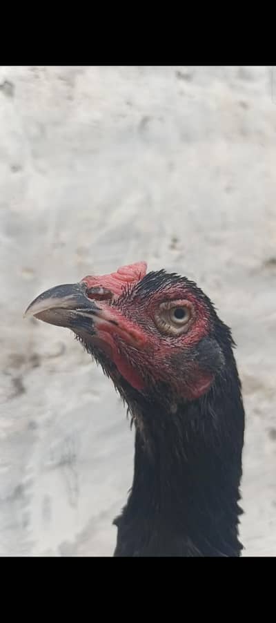 high qulity asel birds