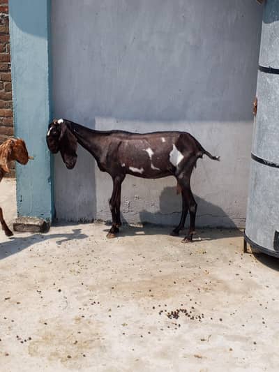 Goat for sale