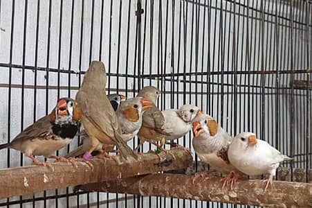finches mutations