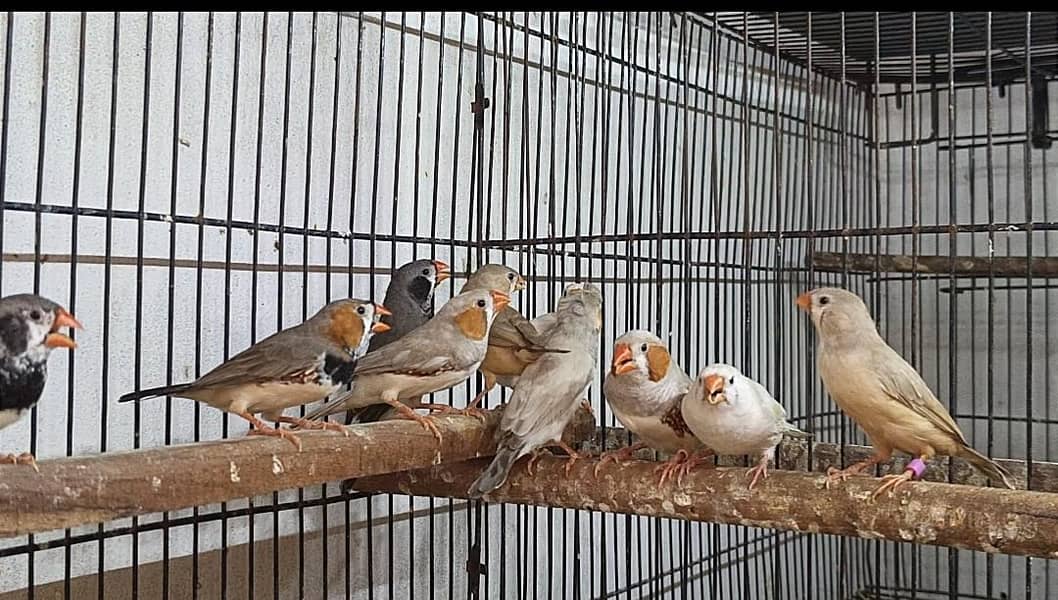 finches mutations 1