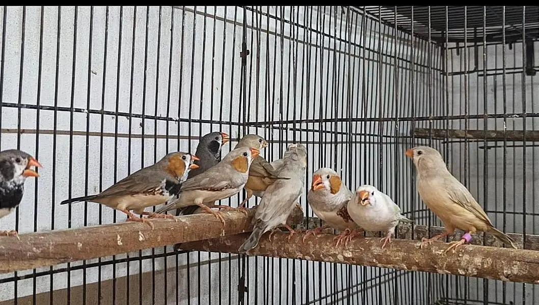 finches mutations — photo 2