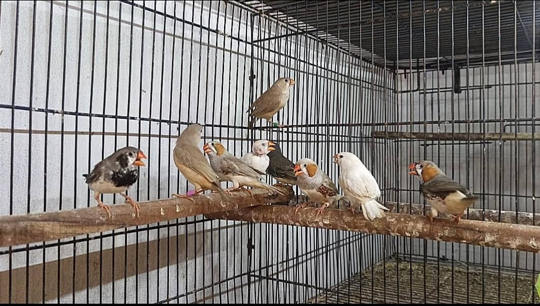 finches mutations 2