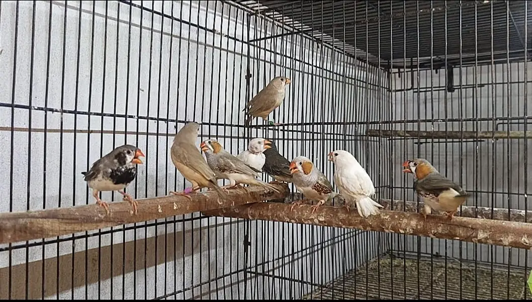 finches mutations — photo 3