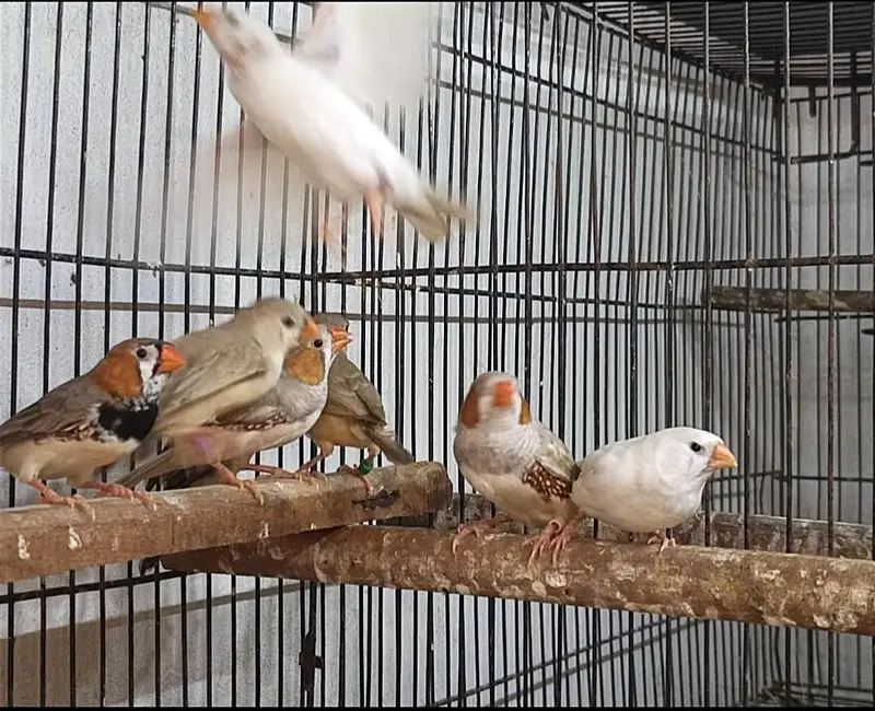 finches mutations — photo 4