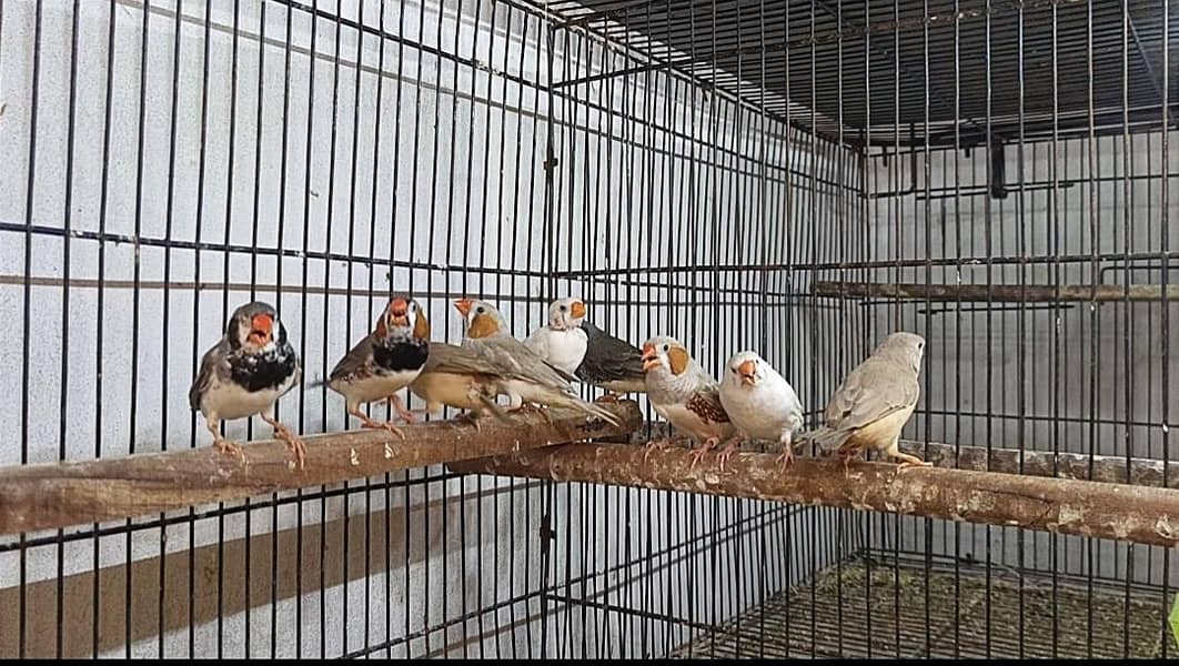 finches mutations 4