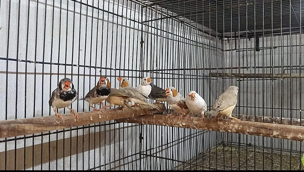 finches mutations — photo 5