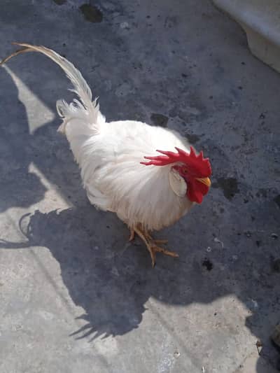 Murgha for sale