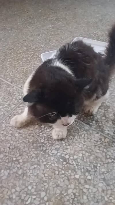 cat for sale 2 din ke andr contact kary shukrya