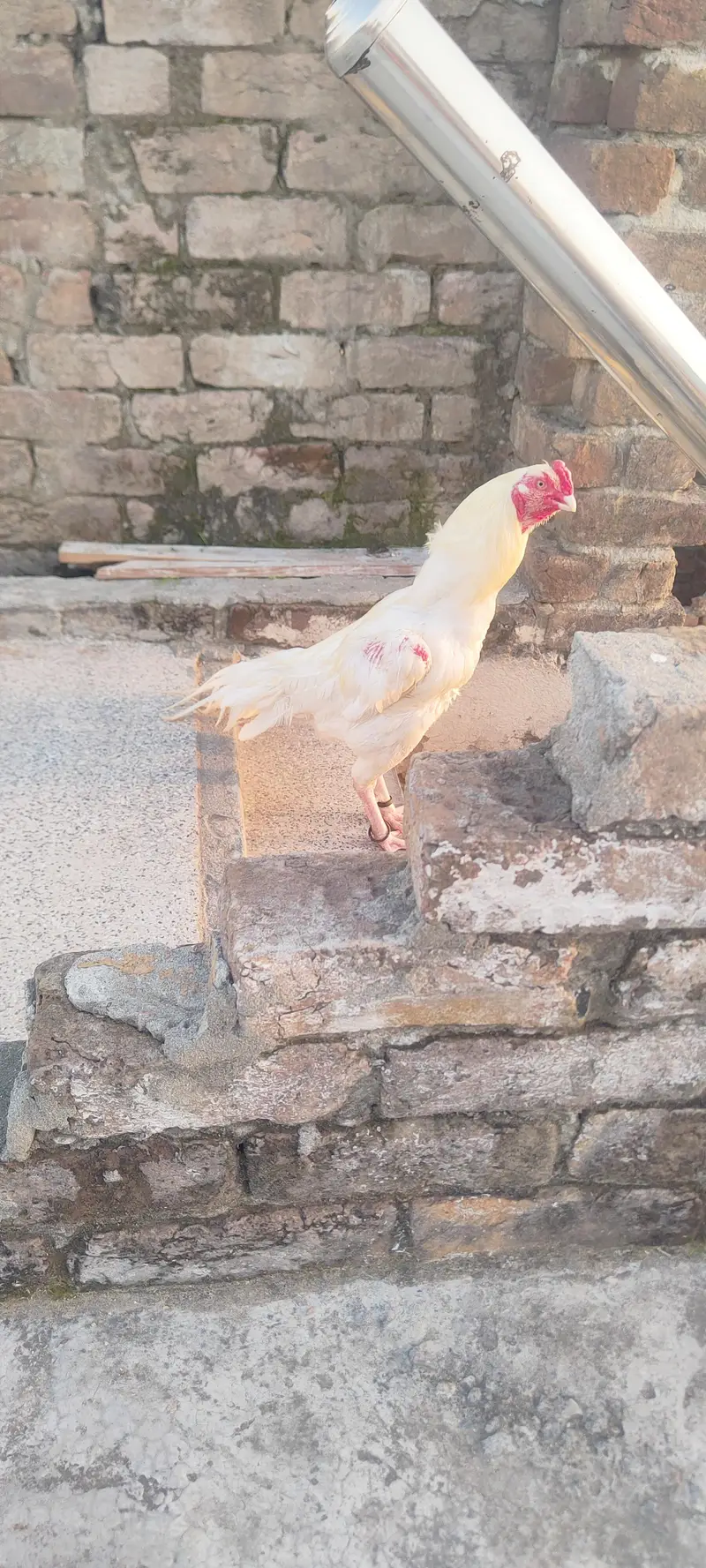 outclass heera pair for sale white bacho Ki grantee ha — photo 2