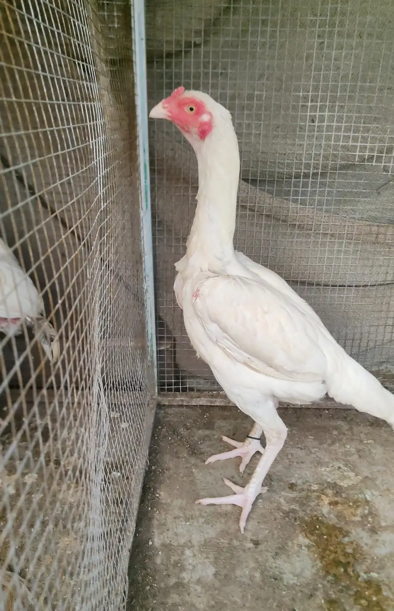 outclass heera pair for sale white bacho Ki grantee ha — photo 3