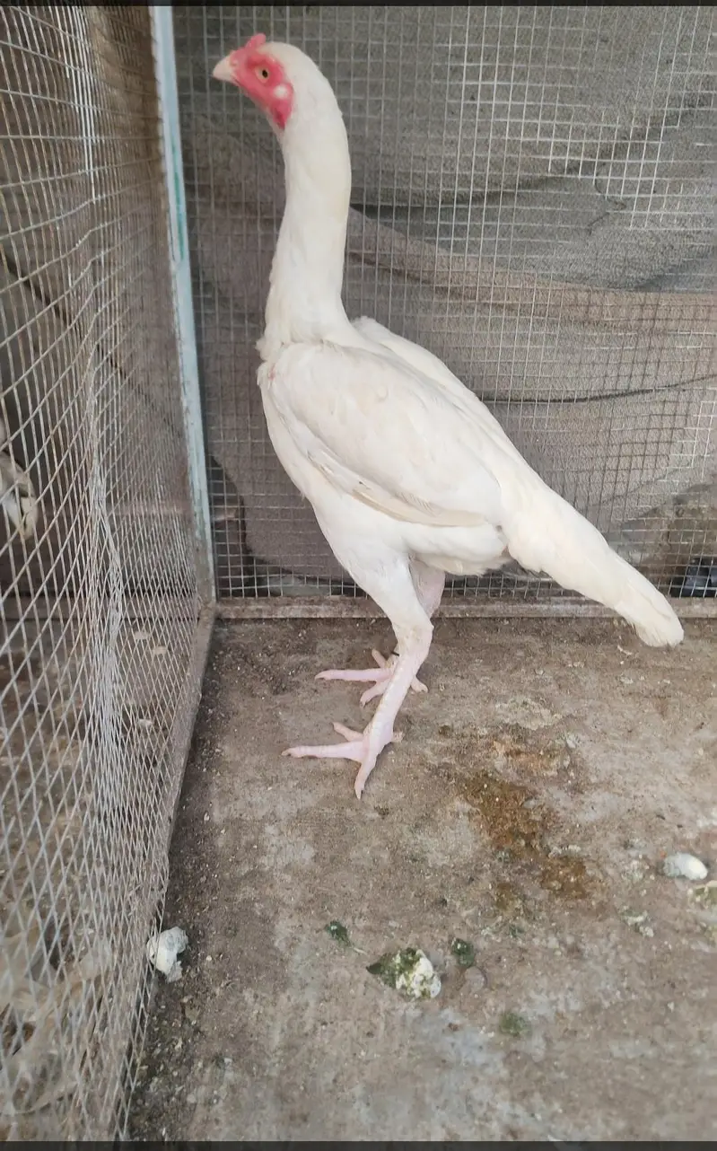 outclass heera pair for sale white bacho Ki grantee ha — photo 4