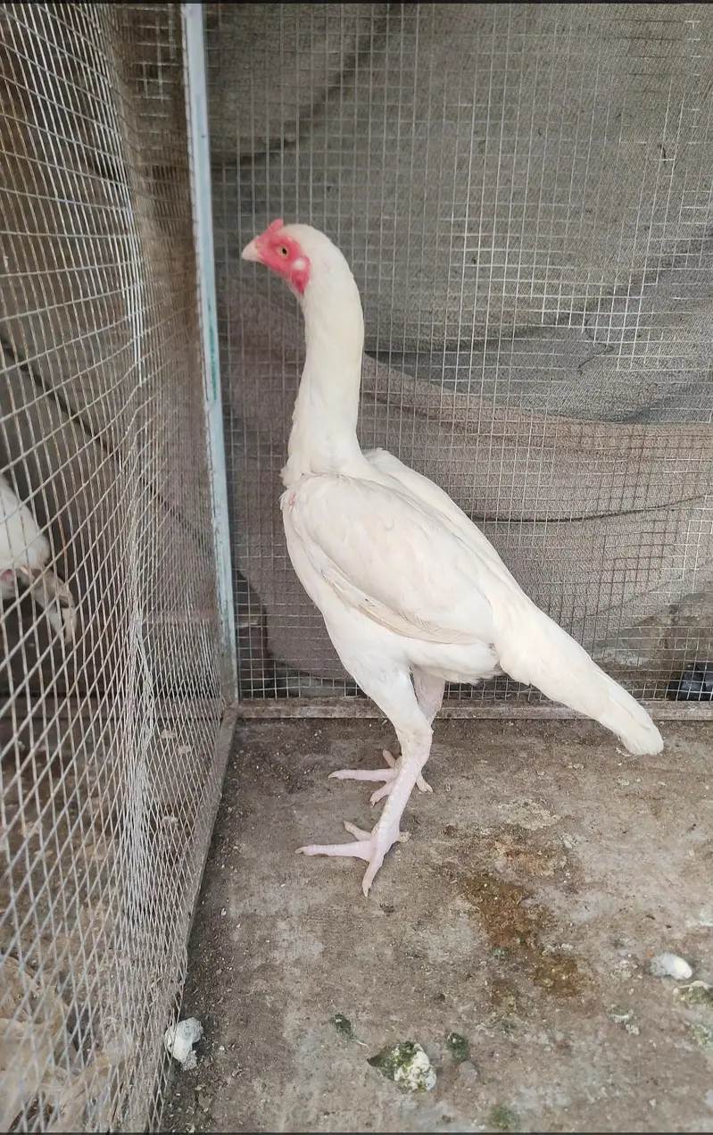 outclass heera pair for sale white bacho Ki grantee ha — photo 5