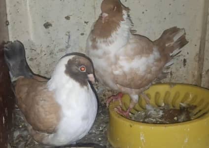 Ghazi Modena ready to first breed pair for sale.