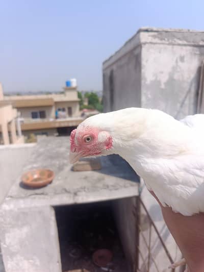 Aseel Paper White Madi with 2 chick. . . N patha For sale
