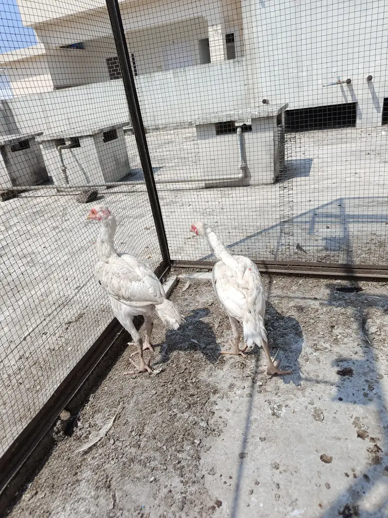 Aseel Paper White Madi with 2 chick. . . N patha For sale — photo 3