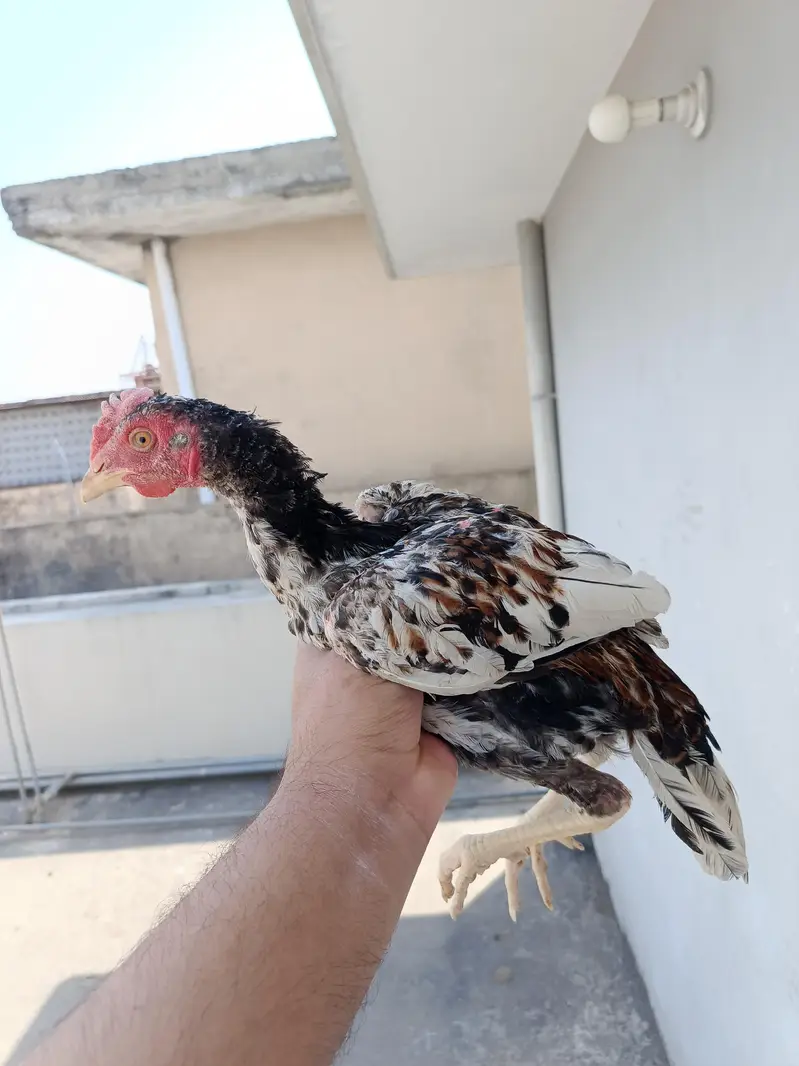 Aseel Paper White Madi with 2 chick. . . N patha For sale — photo 4