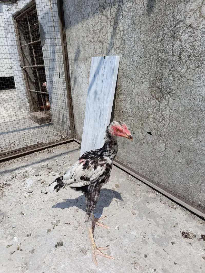 Aseel Paper White Madi with 2 chick. . . N patha For sale — photo 5