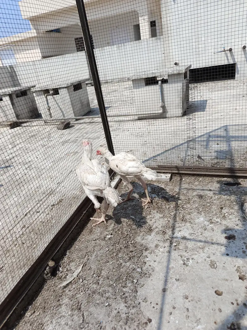 Aseel Paper White Madi with 2 chick. . . N patha For sale — photo 6