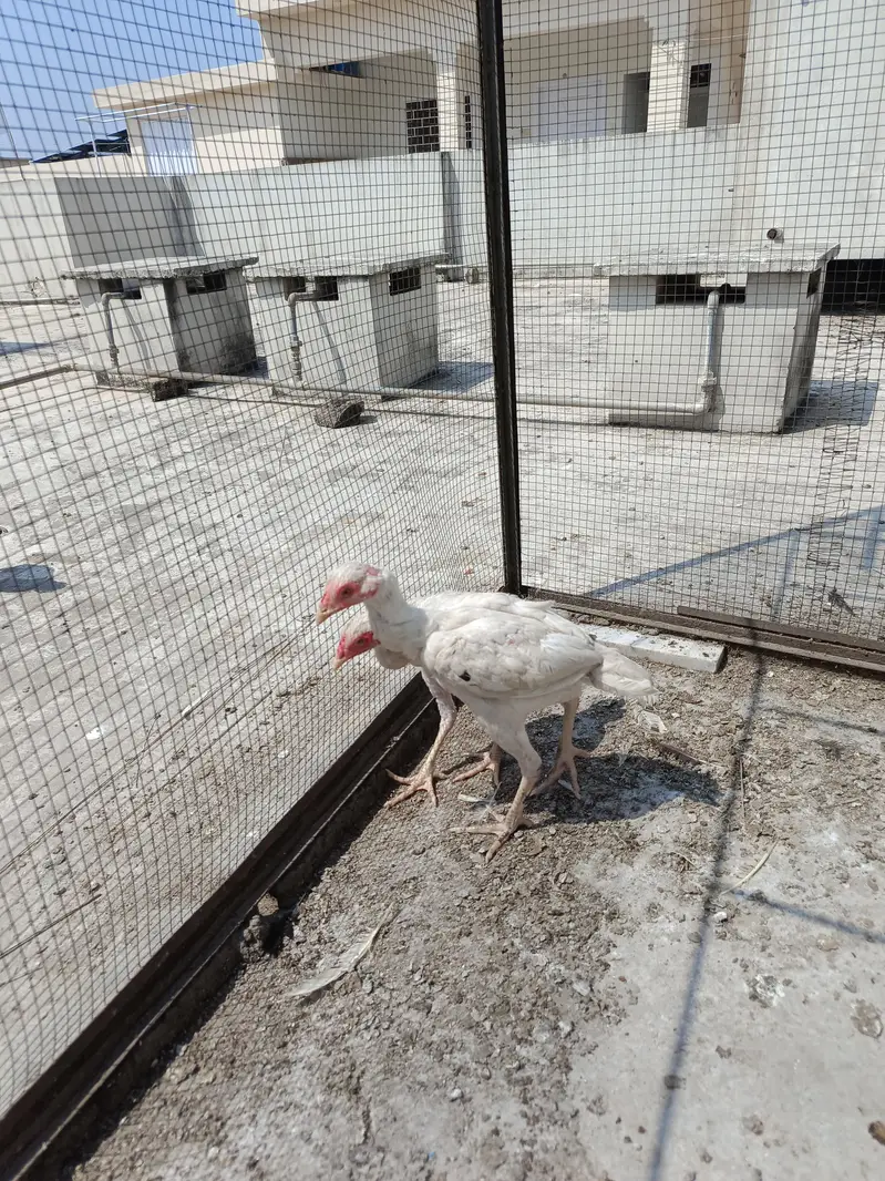 Aseel Paper White Madi with 2 chick. . . N patha For sale — photo 7