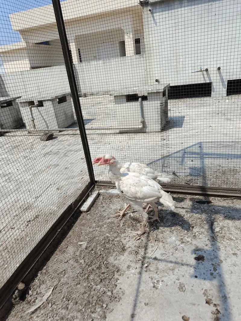 Aseel Paper White Madi with 2 chick. . . N patha For sale — photo 8
