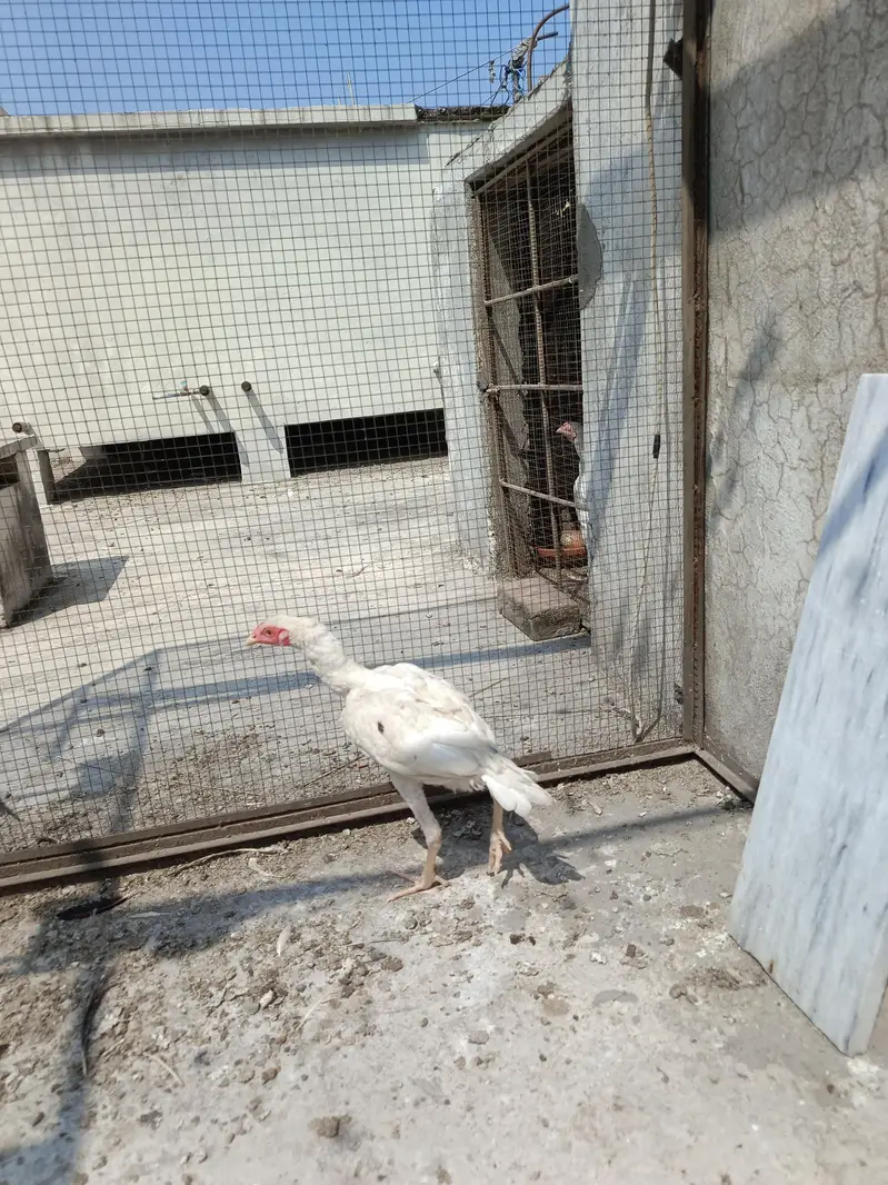 Aseel Paper White Madi with 2 chick. . . N patha For sale — photo 9