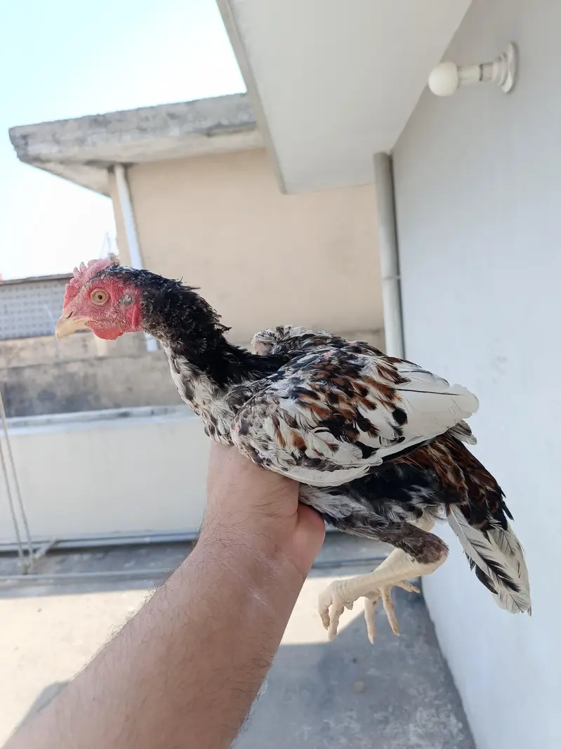 Aseel Paper White Madi with 2 chick. . . N patha For sale — photo 10