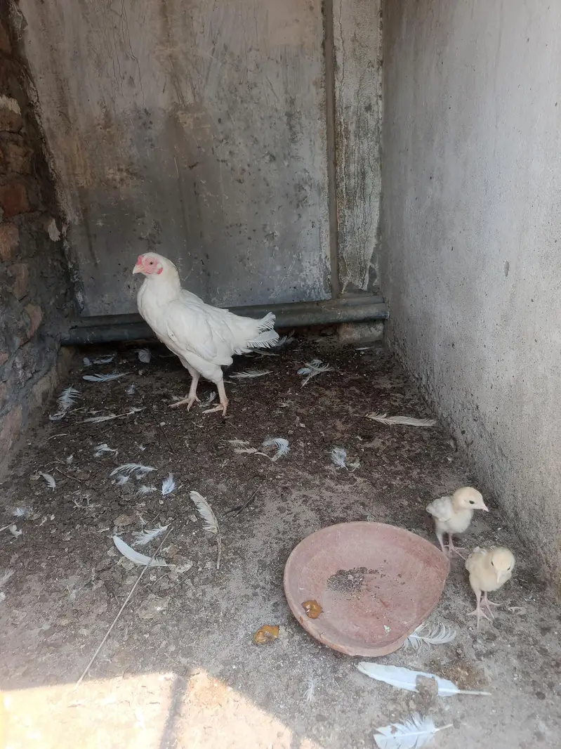 Aseel Paper White Madi with 2 chick. . . N patha For sale — photo 11