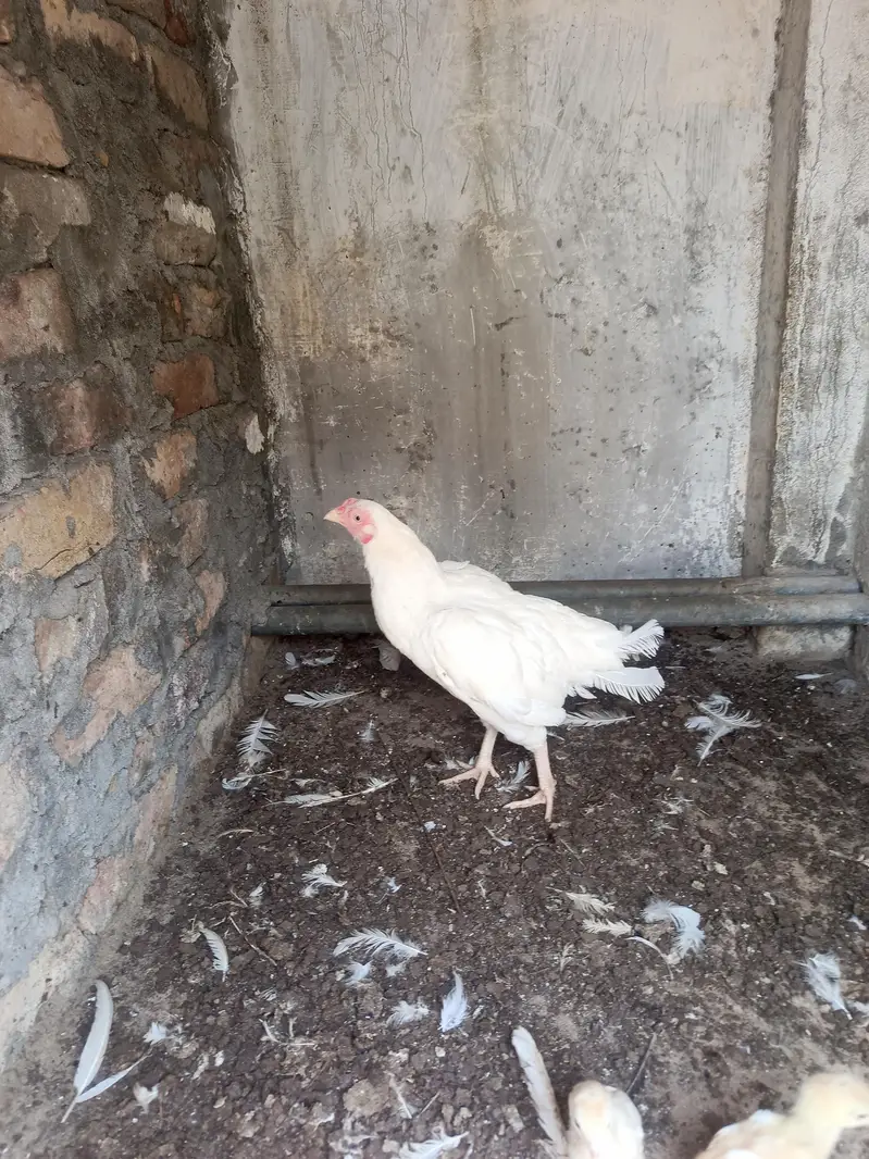 Aseel Paper White Madi with 2 chick. . . N patha For sale — photo 12