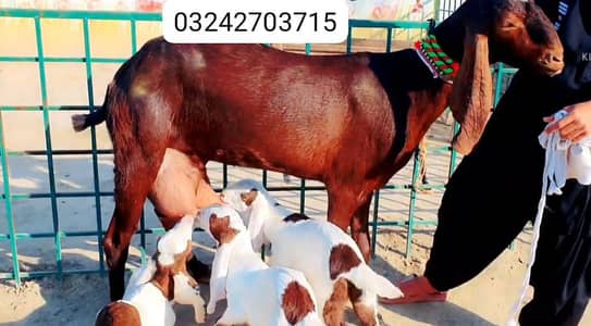 3 Bacchon Ka Sath Desi Bakri For Sale call _O32427O37I5