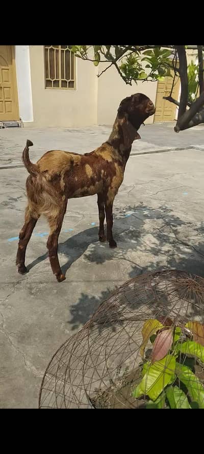 bawal female