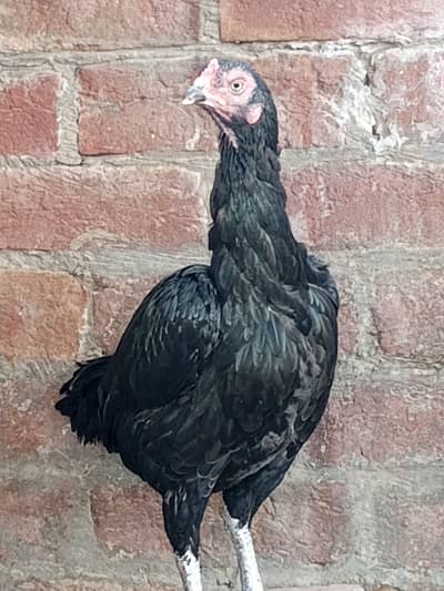 Urgent hens for sale