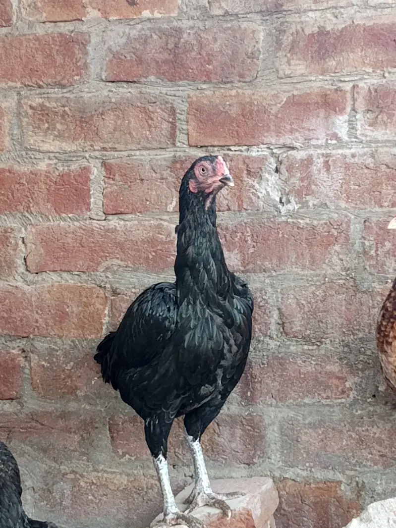 Urgent hens for sale — photo 2