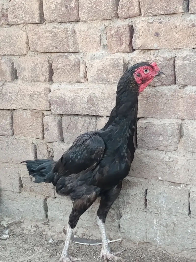 Urgent hens for sale — photo 3