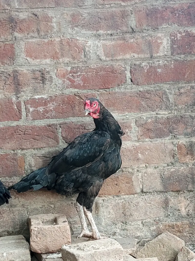 Urgent hens for sale — photo 4