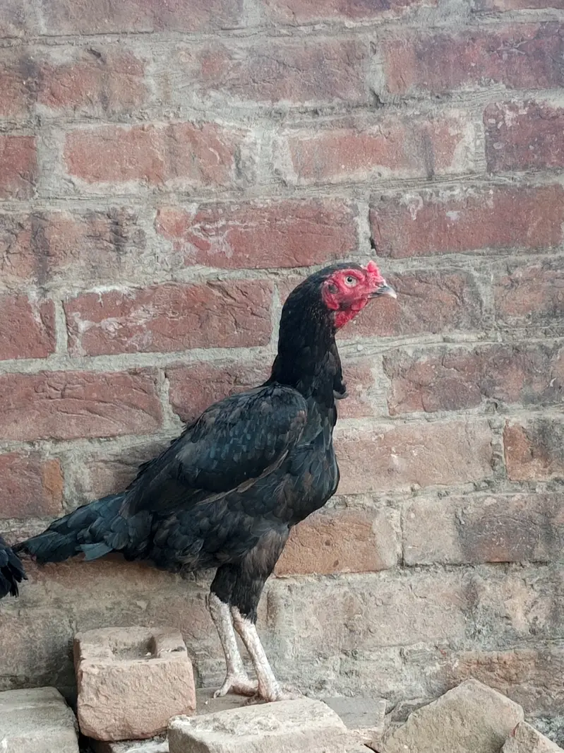Urgent hens for sale — photo 5