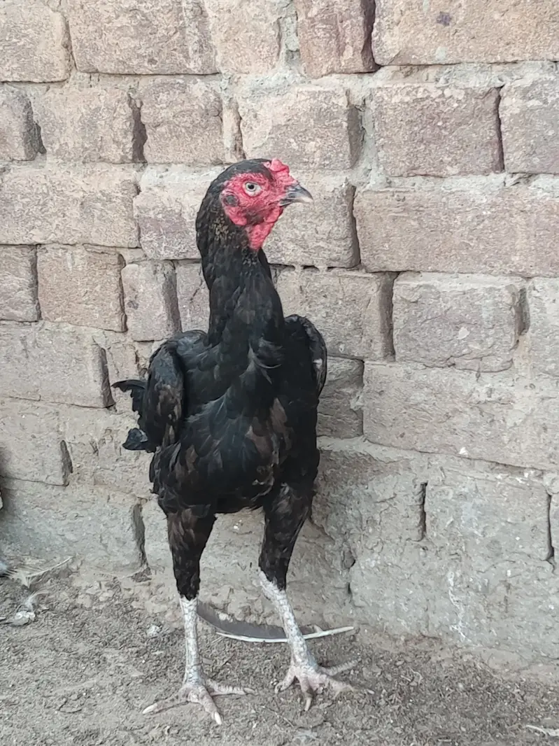Urgent hens for sale — photo 6