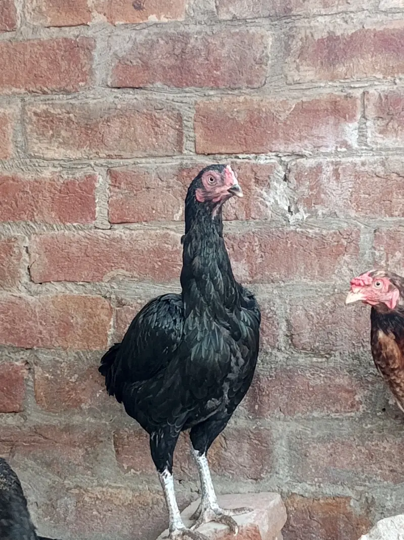 Urgent hens for sale — photo 7