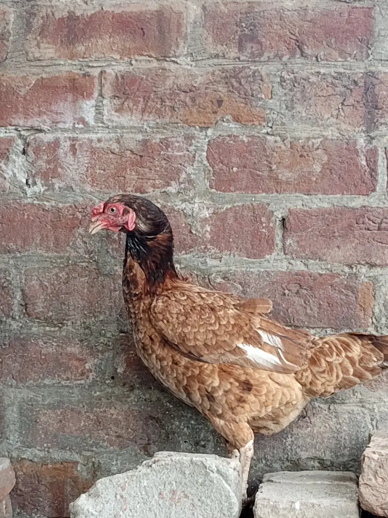 Urgent hens for sale — photo 8
