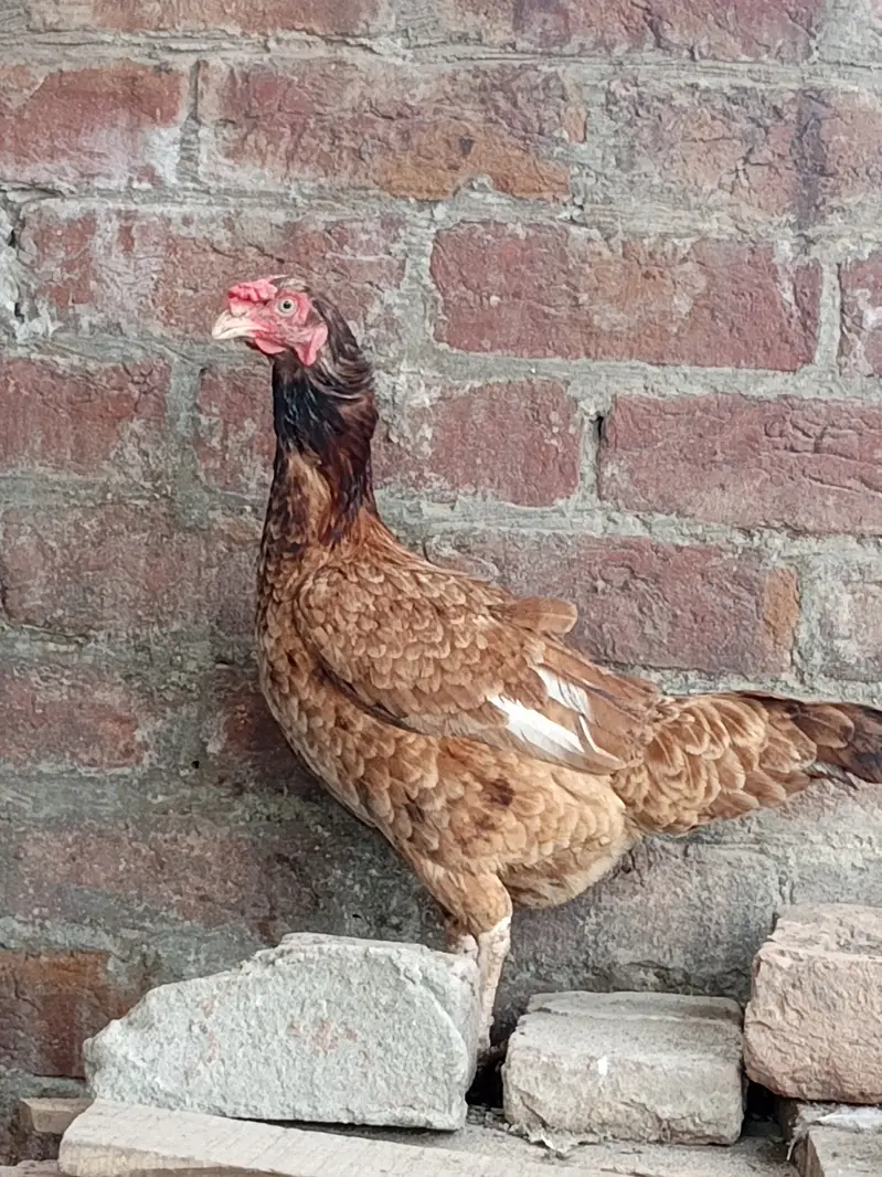 Urgent hens for sale — photo 9