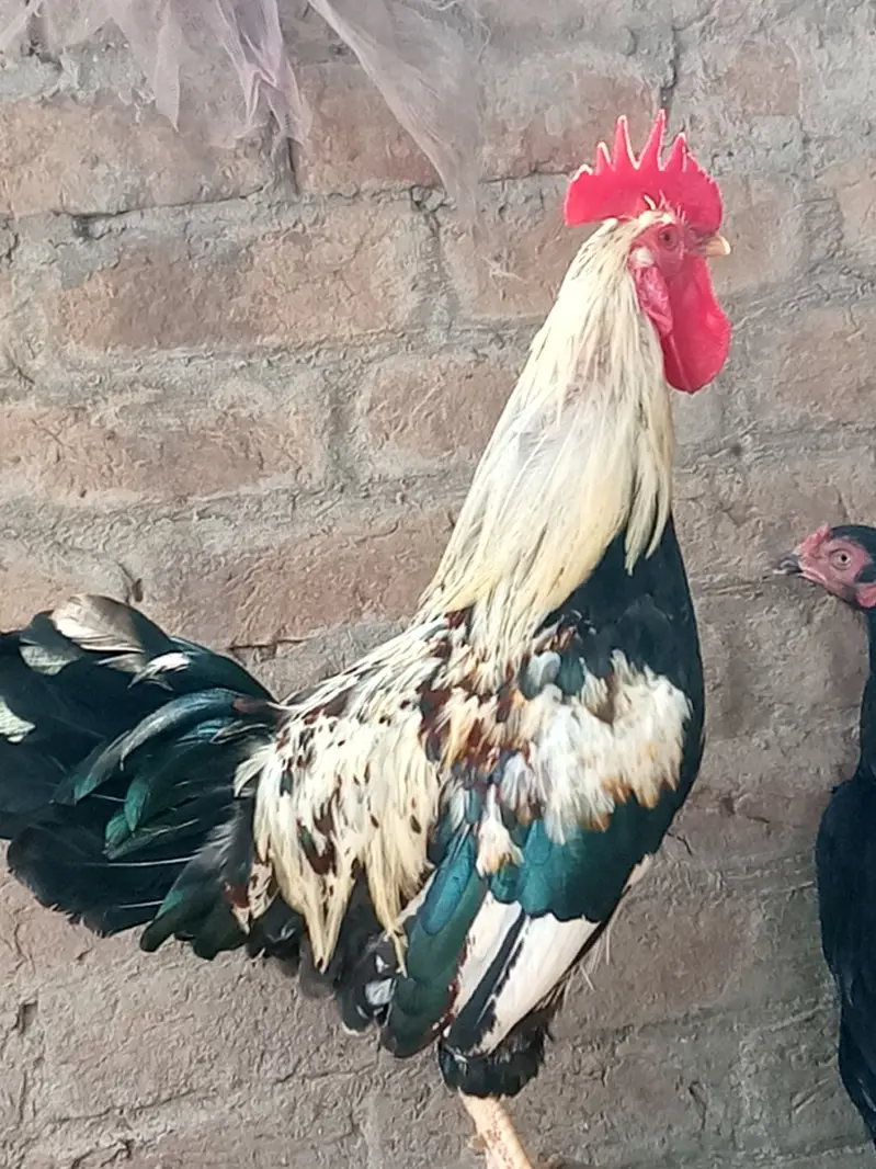 Urgent hens for sale — photo 10