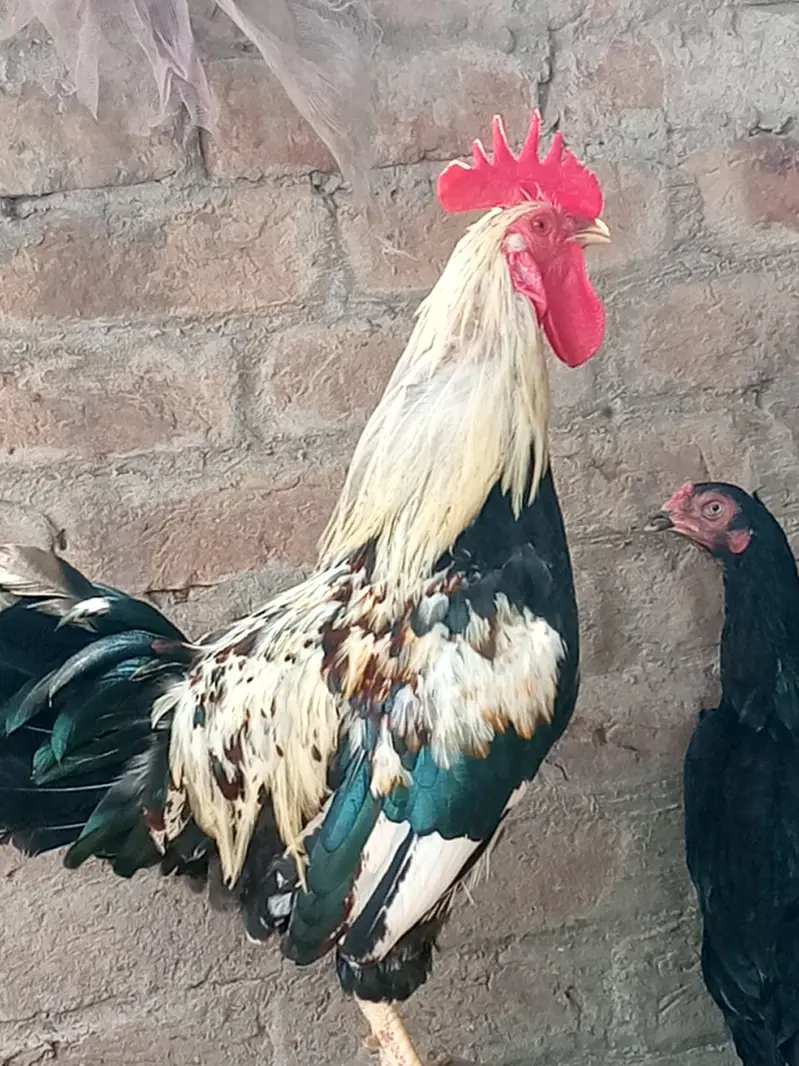 Urgent hens for sale — photo 11